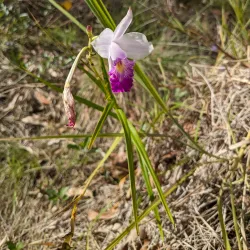 Tarzan Falls - Dededo