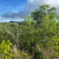 Tarzan Trail - Dededo