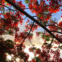 Chief Quipuha Park - Hagatna