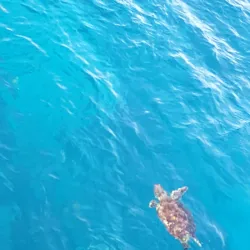 Fish Eye Marine Park - Tamuning