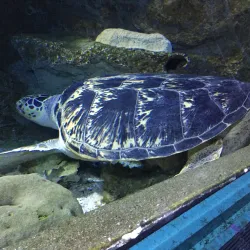 UnderWater World Guam - Tamuning