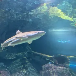 UnderWater World Guam - Tamuning