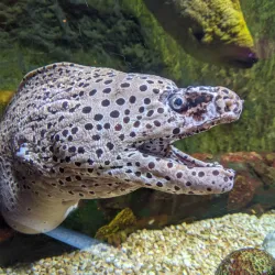 UnderWater World Guam - Tamuning