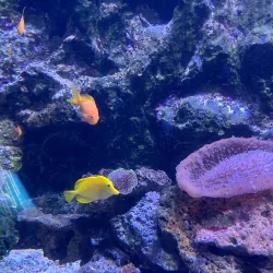 UnderWater World Guam - Tamuning