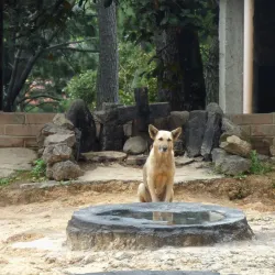 Pascual Abaj Shrine - Chichicastenango