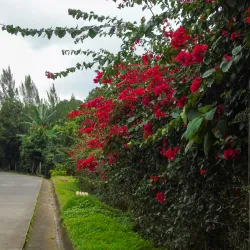 Finca San Jerónimo Coffee Tour - Chiquimula