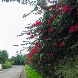 Finca San Jerónimo Coffee Tour - Chiquimula