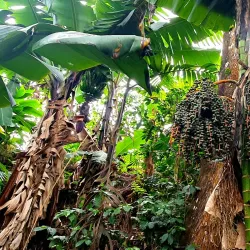 Coffee Plantations Tours - Coban (Cobán)