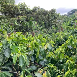 Coffee Plantations Tours - Coban (Cobán)