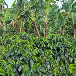 Coffee Plantations Tours - Coban (Cobán)