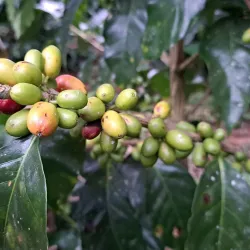 Coffee Plantations Tours - Coban (Cobán)