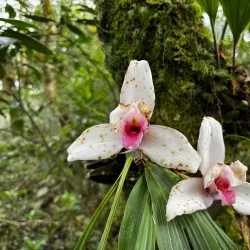 Orquigonia Orchid Garden - Coban (Cobán)