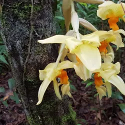 Orquigonia Orchid Garden - Coban (Cobán)