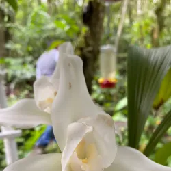 Orquigonia Orchid Garden - Coban (Cobán)