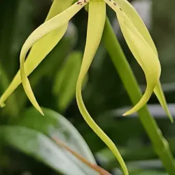 Orquigonia Orchid Garden - Coban (Cobán)