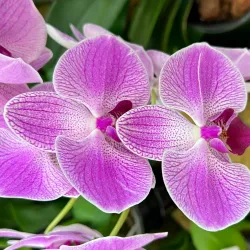 Orquigonia Orchid Garden - Coban (Cobán)