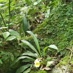 Orquigonia Orchid Garden - Coban (Cobán)