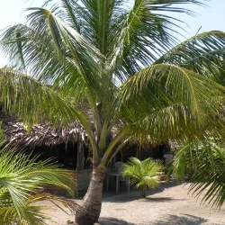 Punta de Manabique Ecological Reserve - Coban (Cobán)