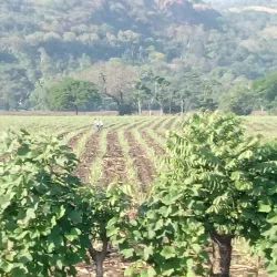 Siquinalá - Escuintla