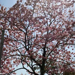 Siquinalá - Escuintla