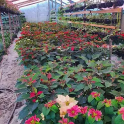 Volcán de Fuego - Escuintla