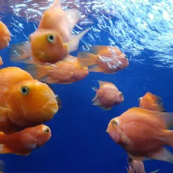 La Aurora Zoo (Zoológico La Aurora) - Guatemala City