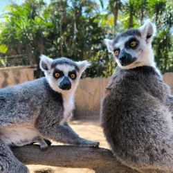 La Aurora Zoo (Zoológico La Aurora) - Guatemala City