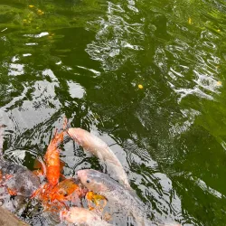 La Aurora Zoo (Zoológico La Aurora) - Guatemala City