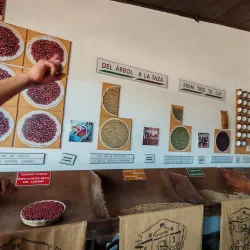 Local Coffee Plantations - San Cristobal