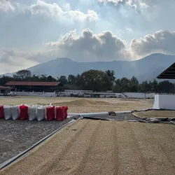 Local Coffee Plantations - San Cristobal