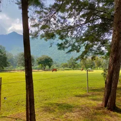 Local Coffee Plantations - San Cristobal