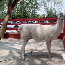 Local Cuisine Restaurants - San Cristobal