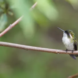 Natural Reserve Trails - San Cristobal