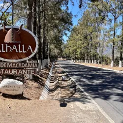 Coffee Plantations - San Miguel Dueñas
