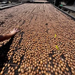 Coffee Plantations - San Miguel Dueñas