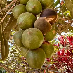 Coffee Plantations - San Miguel Dueñas