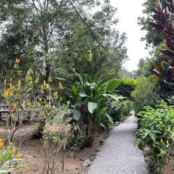 Coffee Plantations - San Miguel Dueñas