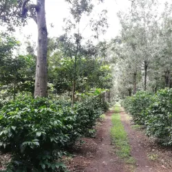 Coffee Plantations Tours - Santa Lucía Milpas Altas