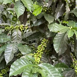 Coffee Plantations Tours - Santa Lucía Milpas Altas