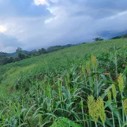 Guazacapán - Santa Rosa