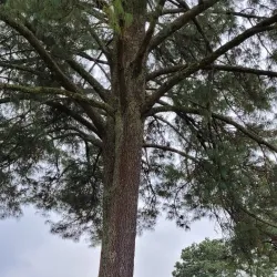 Tecpán Archaeological Site - Santa Rosa