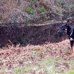 Les Vardes Manor - Castel