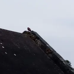 Les Vardes Manor - Castel