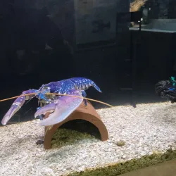 Guernsey Aquarium - Saint Sampson