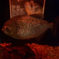 Guernsey Aquarium - Saint Sampson