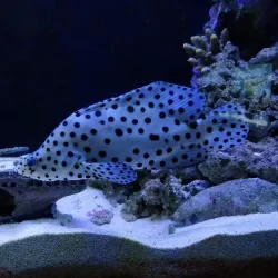 Guernsey Aquarium - Saint Sampson