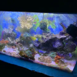 Guernsey Aquarium - Saint Sampson