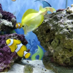 Guernsey Aquarium - Saint Sampson