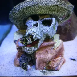 Guernsey Aquarium - Saint Sampson