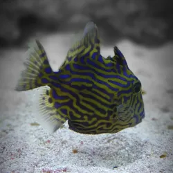 Guernsey Aquarium - Saint Sampson